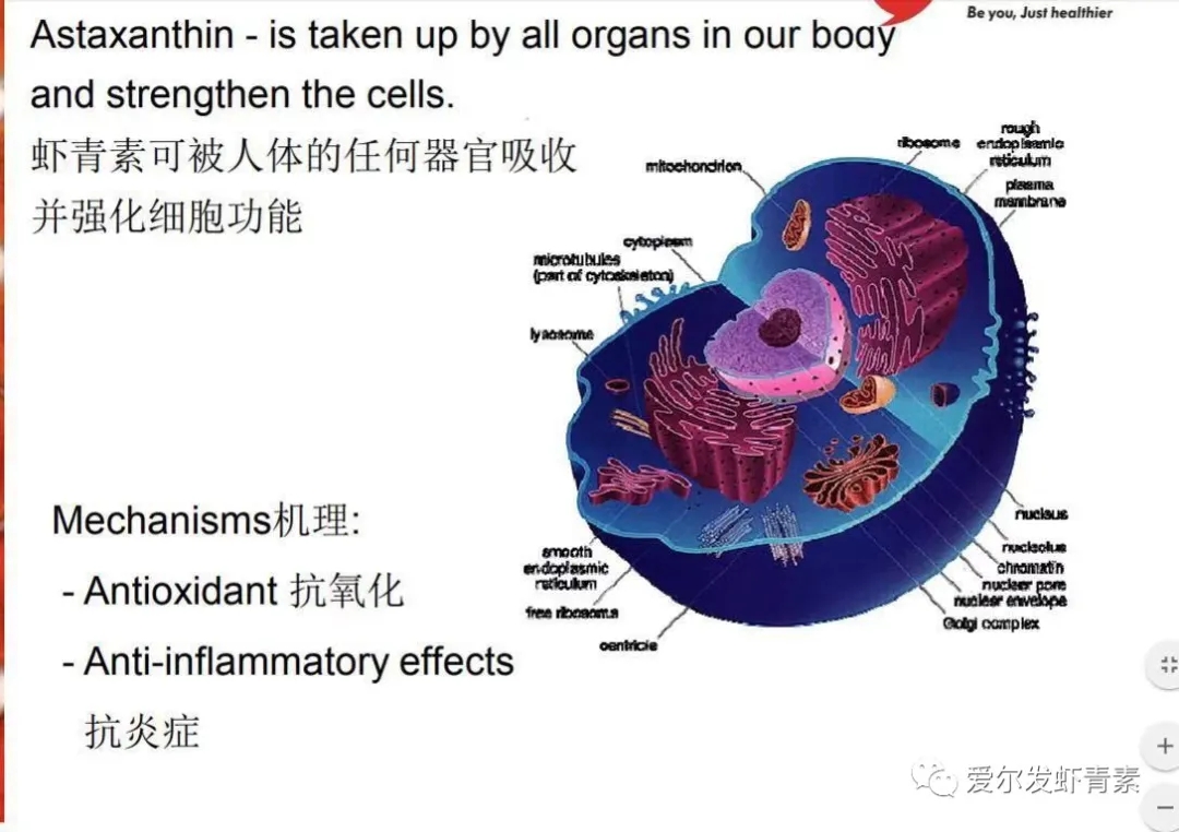 爱尔发虾青素