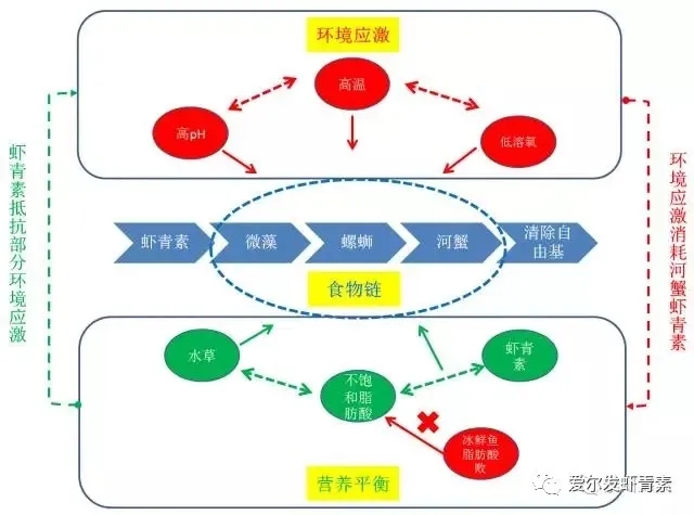 爱尔发虾青素