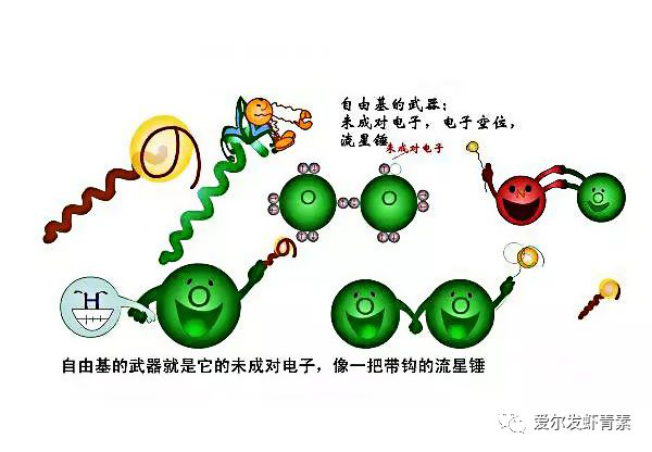 爱尔发虾青素