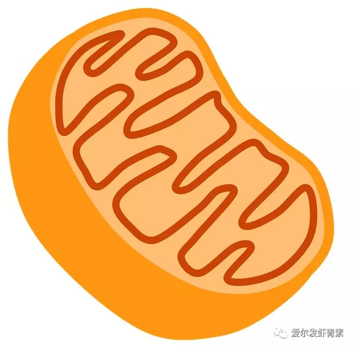 爱尔发虾青素