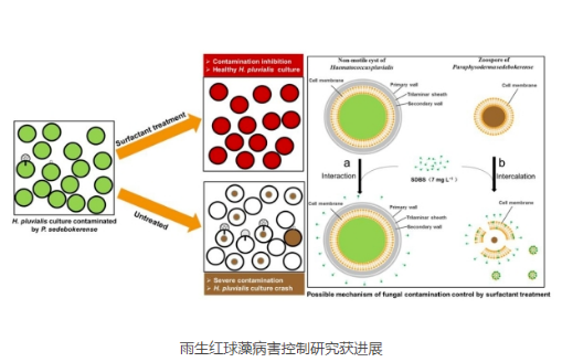 爱尔发虾青素,爱尔发虾青素基地,爱尔发虾青素产品,爱尔发,虾青素,云南虾青素,国产虾青素,虾青素用途,云南虾青素品牌,云南虾青素基地,雨生红球藻,云南雨生红球藻,虾青素产品