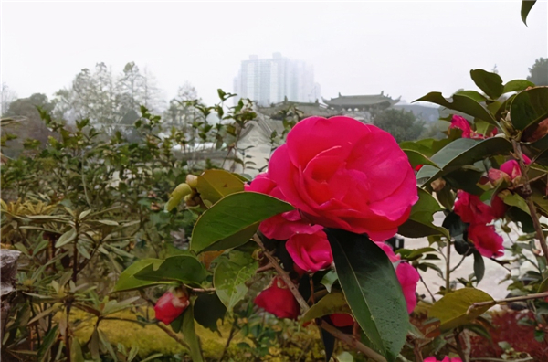 爱尔发虾青素,爱尔发虾青素基地,爱尔发虾青素产品,爱尔发,虾青素,云南虾青素,国产虾青素,虾青素用途,云南虾青素品牌,云南虾青素基地,雨生红球藻,云南雨生红球藻,虾青素产品