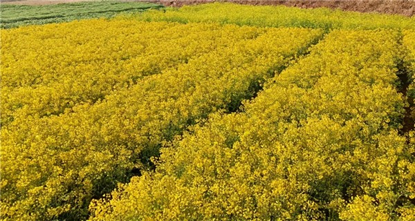 爱尔发虾青素,爱尔发虾青素基地,爱尔发虾青素产品,爱尔发,虾青素,云南虾青素,国产虾青素,虾青素用途,云南虾青素品牌,云南虾青素基地,雨生红球藻,云南雨生红球藻,虾青素产品