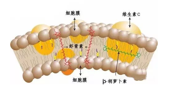 云南爱尔发生物技术股份有限公司,云南爱尔发,爱尔发,爱尔发虾青素,虾青素,虾青素科普