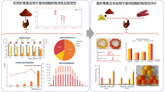 云南爱尔发虾青素