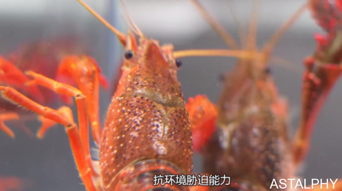 云南爱尔发生物技术股份有限公司,麦康森,爱尔发,爱尔发虾青素,虾青素